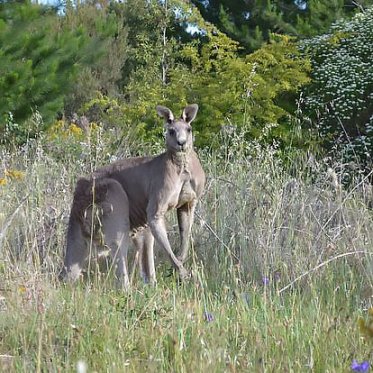 Kangaroo