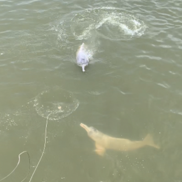 Dolphins swimming