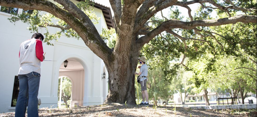 Science student measuring a tree trunk doing field research