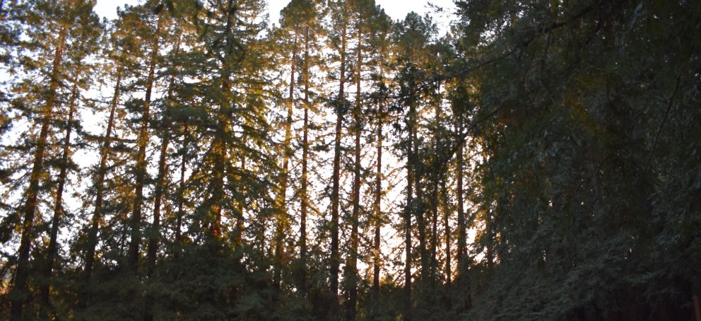 redwood