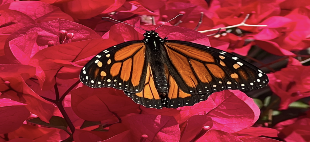 butterfly