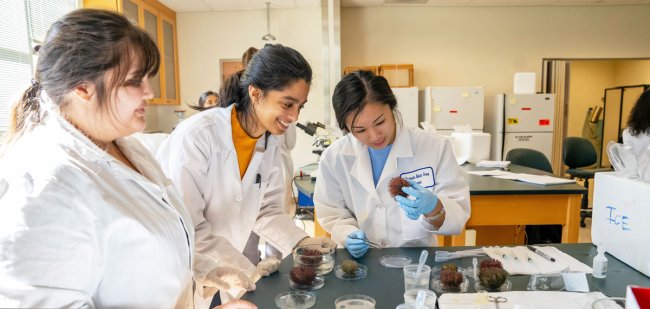 International Undergraduate students looking at a sea urchin