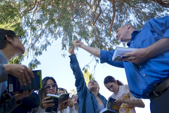 Students and a faculty member in the Integral Program reach up to touch some redwood leaves