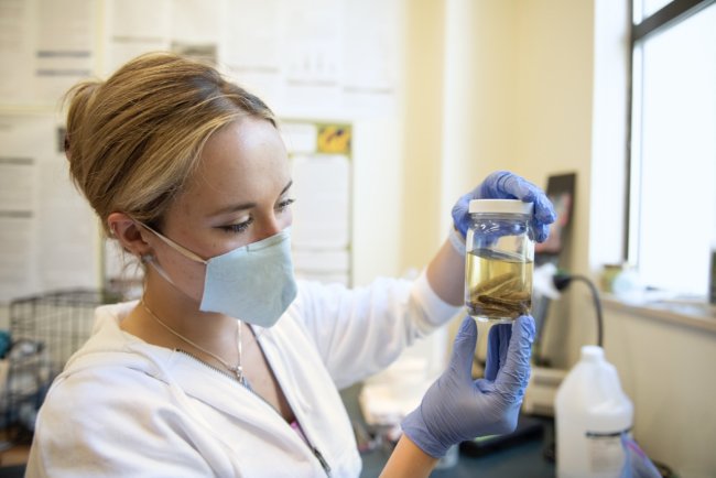 Fiona Quimby in Michael Marchetti's lab, holding a newt specimen