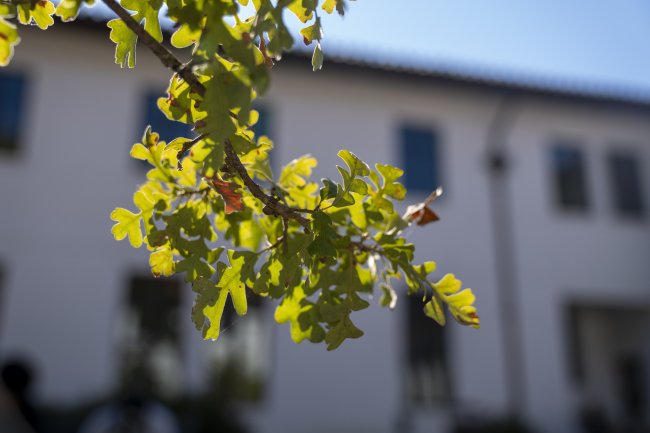 Tree on campus