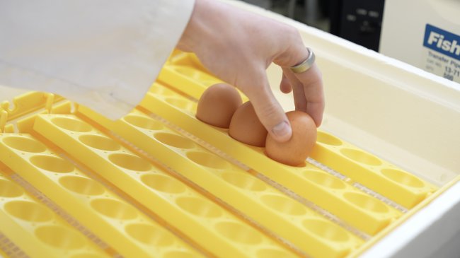 Aidan Ellis handling eggs for experiment