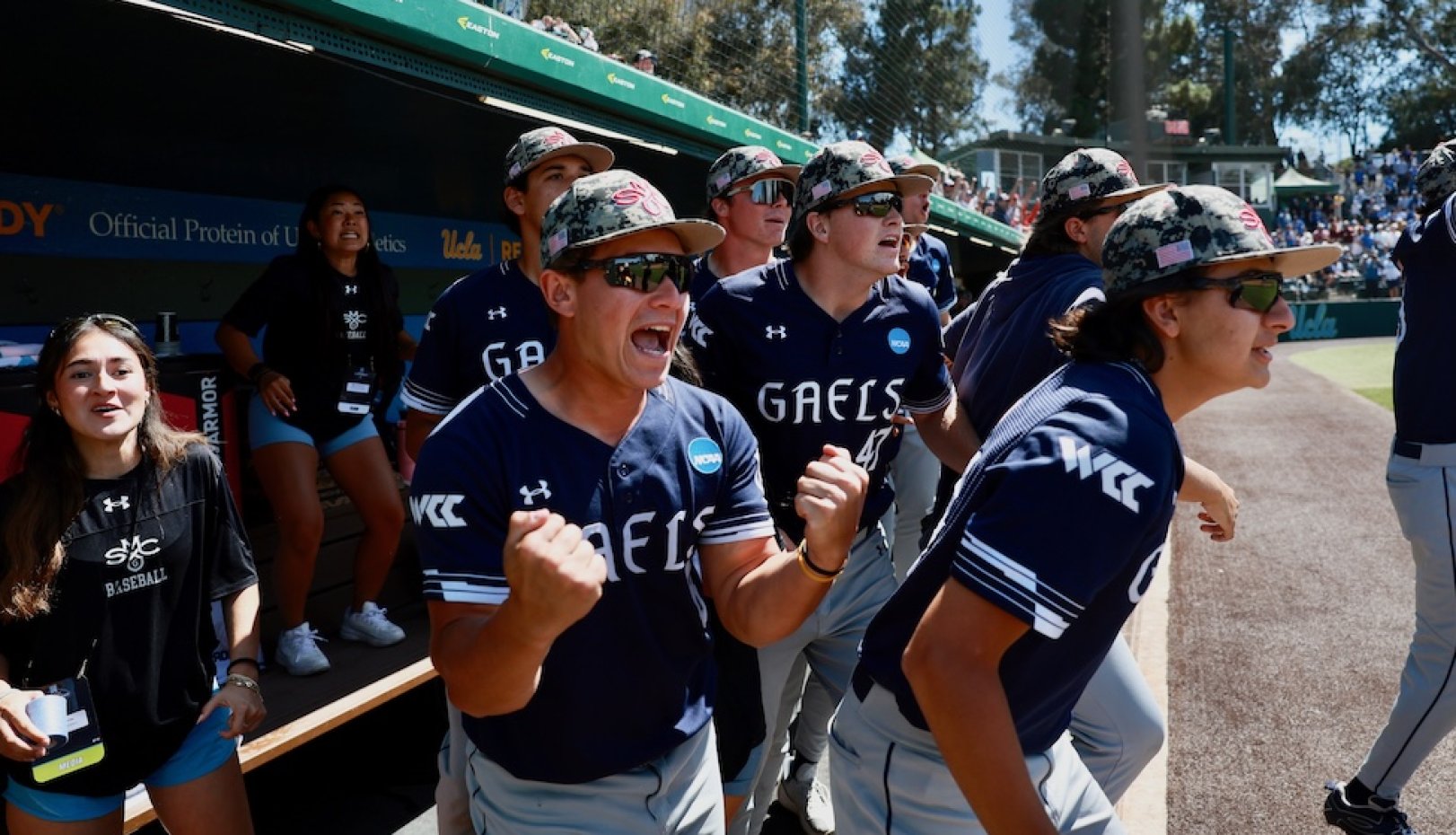 Gaels cheer in dugout at 2026 NCAA Baseball Regional