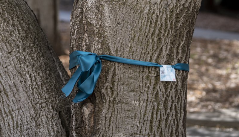 Teal ribbon around tree trunk on Saint Mary's campus in April 2023