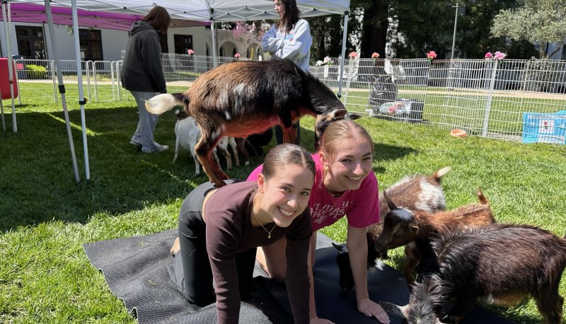 Goat Yoga 2025