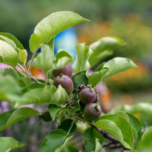 unripened fruit in a garden