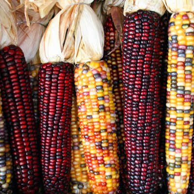 Thanksgiving corncobs
