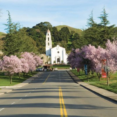 Pink cherry blossom trees line the driveway of campus