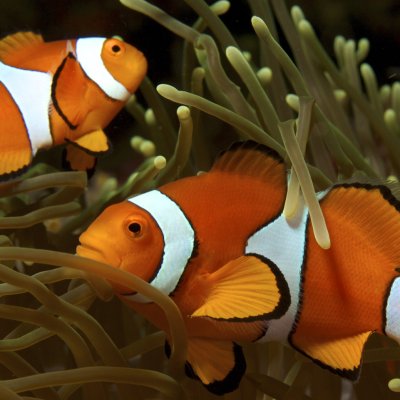 A grown clownfish and younger clownfish in anemone