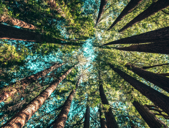 Forest Bathing
