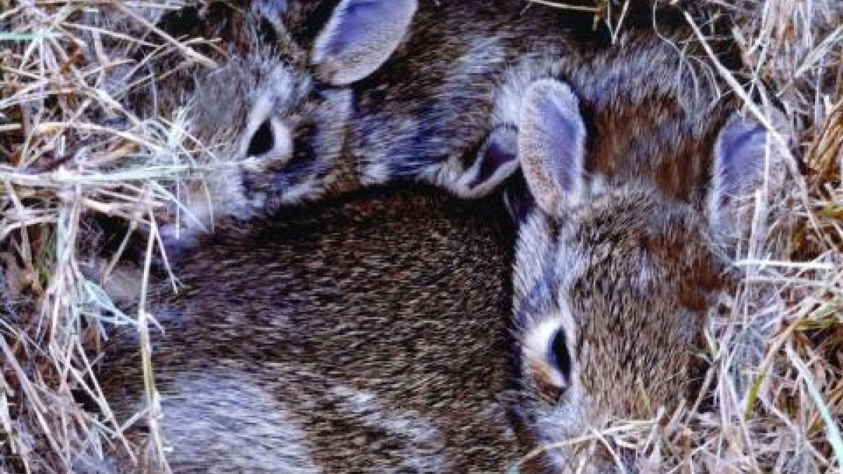 Two rabbits